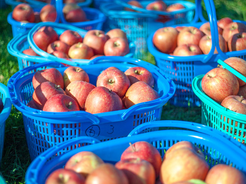 フレッシュ食感✨特別貯蔵の葉とらずふじと王林5kgセット キズなし贈答可　低農薬　特別栽培りんご りんご食べ比べ