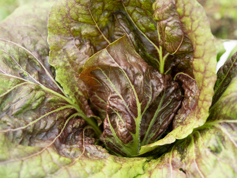 【10月便 お届け】旬の野菜詰め合わせ(約８種)　朝採り　新鮮で味の濃い野菜たち