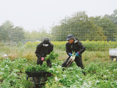 【高原大根】　≪神鍋高原、寒暖差のある地域で育まれた水分・甘みたっぷりの大根≫　兵庫県但馬産「高原大根」（２本）