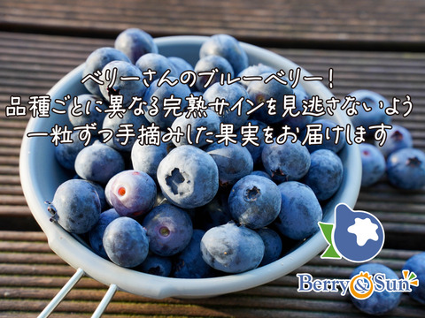 ”ベリーさん”の完熟ブルーベリー品種ミックス 500g（125g×4パック）【生食用】・予約販売中