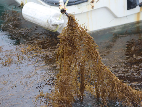 【海からそのまま】あかもく/ギバサ/海藻/近年人気急上昇のスーパーフード/2kg【処理ボイル後3～4kg目安】
