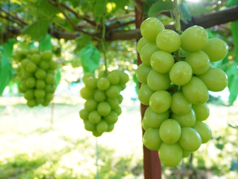 【訳あり】松本入山辺産シャインマスカット　家庭用　2kg 3～4房