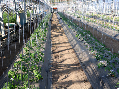 ミニトマト【完熟高糖度アイコ】1kg/箱・海藻肥料アルギットによる高糖度と抜群の旨味