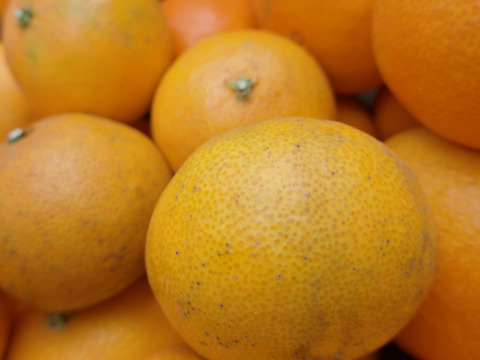 訳あり大特価セール!! まどんな 3kg【訳あり】