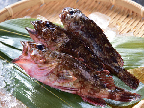 漁師直送！！鮮魚BOX　5種以上