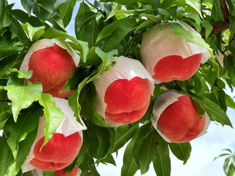 山梨桃専業農家が暑い夏をお届けします。　真夏桃　2kg