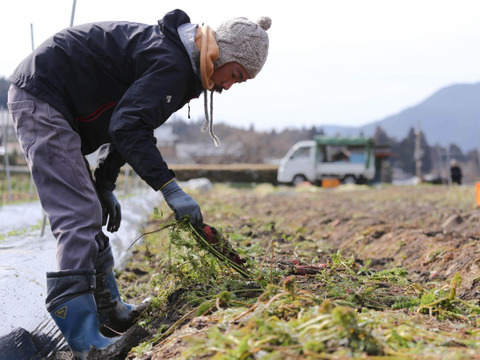 有機JASのお雑煮5種セット❗️【雑煮大根・金時人参・小えび芋・辛味大根・花柚子】お正月をオーガニック野菜で始めよう‼️［発送日12/26、27 限定：到着は遠方以外は翌日］
