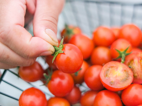 『パクパクが止まらないお方専用・大容量約３ｋｇ』完熟厳選のジューシーなミニトマト【スパルタ栽培】