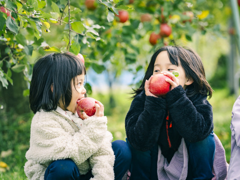食べるシャンパン！『ピンクレディー®』4.5㎏　18～28玉サイズ
甘酸っぱく濃厚　全国流通量0.015％の希少種　長野県　標高600mの高原からお届け