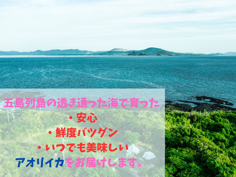 【獲れたて新鮮】長崎五島産・アオリイカ500g（冷凍）漁師直送・獲れ次第発送！
