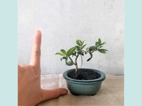 【母の日ギフトにも◎】手のひらサイズ　種から育てたオリーブミニ盆栽 （PS184）