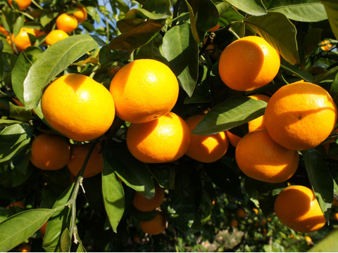 （超限定）濃厚ゆら早生！　2ｋｇ（箱込み）