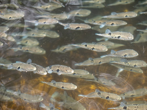とらふぐのてっさ(大皿)/1皿