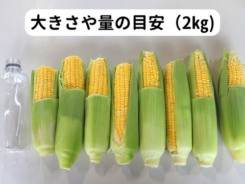 【生でかじるとうもろこし】ご家庭用ミエルコーン2㎏【シャキシャキ粒、たっぷり果汁】