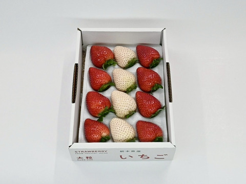 紅白いちご（とちあいか＆ミルキーベリー）