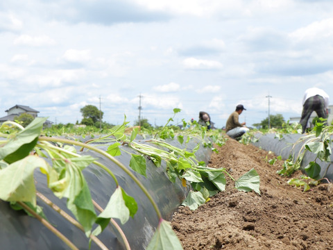 『訳ありお買い得品』田んぼで作るミニさつまいも (10kg) (土付き)(紅はるか) (茨城県産)