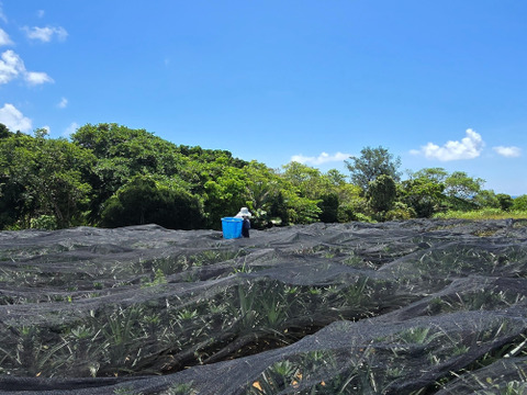 パインの最高峰🍍ジューシーで極上の甘さ！沖縄県産『ゴールドバレル』4~6玉　9kg~