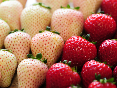 【ゲン担ぎ福袋】『とちあいか/ミルキーべりー　ゆりかーご』紅白！贈答用厳選！1パック9～15粒【ゆりかーご】450g以上　※熨斗対応・日付指定可※