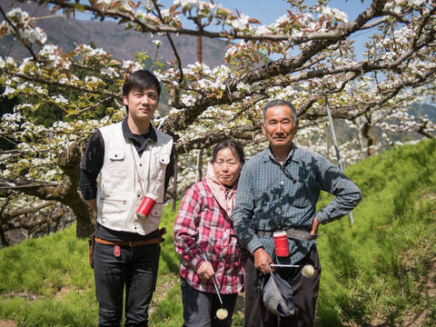 規格外品[新甘泉(しんかんせん)]2.5kg箱(5-8玉)果汁たっぷり,鳥取県産,たにがみ農園