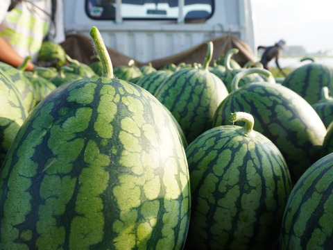 【小玉スイカ】あきた夏丸チッチェ2玉入れ【7/25以降発送】