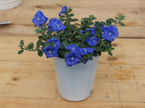 耐暑性花付き抜群！PWエボルブルス(アメリカンブルー) ブルーラグーン[9cmロング] ［あわせ買い対象商品は3つまで同梱可］