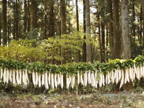 【珍しい太割りの干だいこん】大容量 100g×10袋  群馬県産 十文字大根の割干し