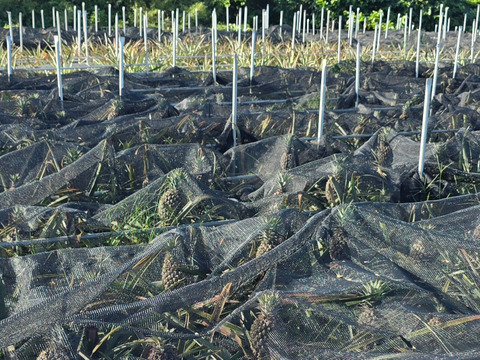 パインの最高峰🍍ジューシーで極上の甘さ！沖縄県産『ゴールドバレル』 3玉　4.2kg~
