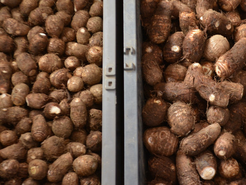 【お得用里芋】土垂　2kg（サイズ無選別）