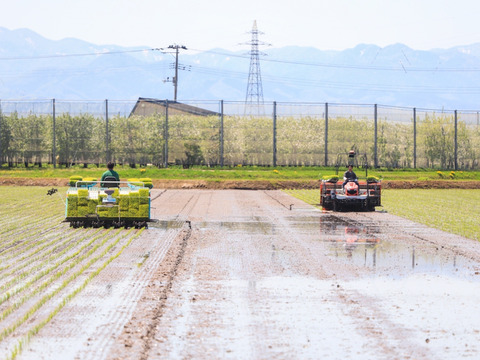 ”特別栽培米”青天の霹靂【農薬、化学肥料５０％減】白米５kg