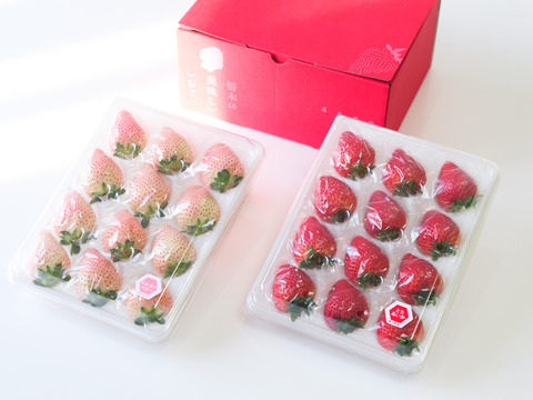 『とちあいか/ミルキーべりー　ゆりかーご』紅白！贈答用厳選！2パック18～30粒【ゆりかーご】900g以上　※熨斗対応・日付指定可※