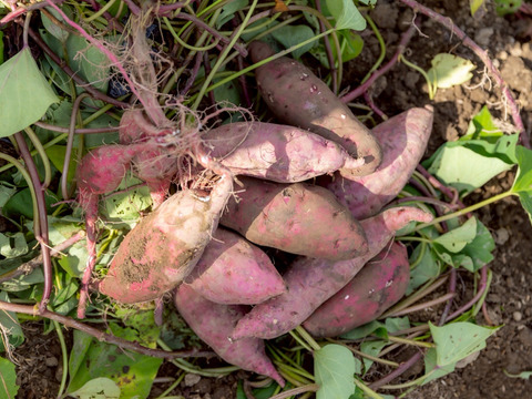 【紅あずまとったど～！】紅あずま１０ｋｇ(箱入)　10月以降～発送予定！　熟成期間１ヶ月超！　さつまいも！