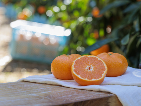 三ヶ日みかん【約9㎏】青島みかん　2Lサイズ