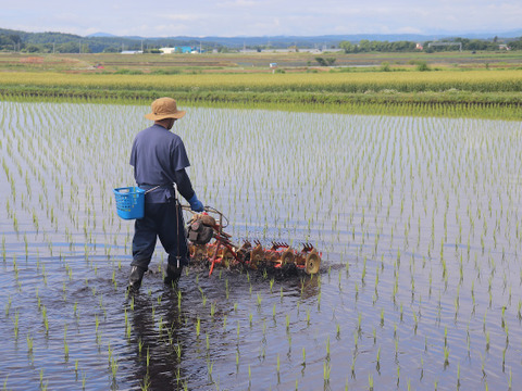 【新米】自然栽培（農薬・有機化学肥料不使用）のお米！ 玄米５kg　令和７年産