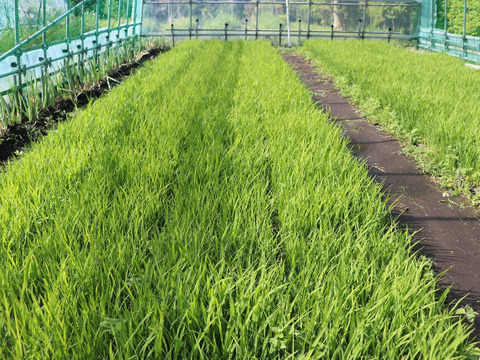 【新米】自然栽培（農薬・有機化学肥料不使用）のお米！ 玄米２kg　令和７年産