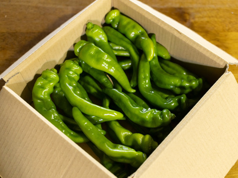 辛い実はゼロ！甘み際立つ京野菜～万願寺とうがらし１ｋｇ（３０本前後入り）