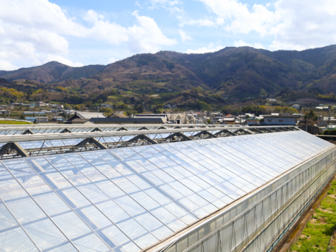 【季節外でもフレッシュな味わい！】冷蔵貯蔵の貯蔵レモン ワックス・除草剤不使用の皮ごと楽しめる国産リスボンレモン（4kg・冷蔵便）