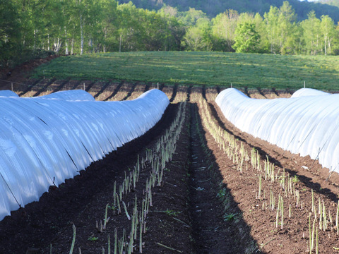 (3色)[有機JASホワイト3L&グリーン2L&パープル2L]カルデラの貴婦人&貴公子&紫宮女(アスパラガス)(北海道)(春芽)