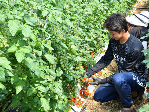 美味さの秘訣は【土耕栽培】にあり！　まーくんトマト　秀優品　八百結び農法　大玉トマト