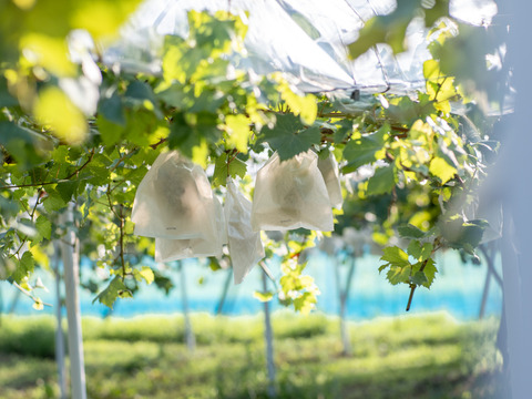 【まもなく終了！】岡山産 翠峰 1房｜超大粒！弾ける甘さに恋する夏を！