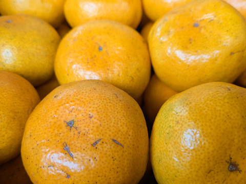 家庭用【自然栽培】クリスマスやお正月に最適　食べやすい甘さ 食べ出したら止まらない 早生みかん（20K）