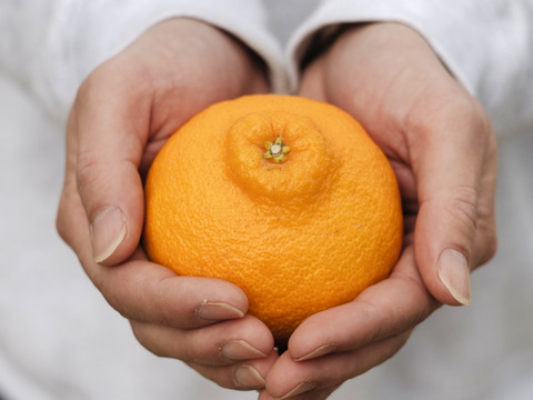 【訳あり】不知火（デコ）5kg