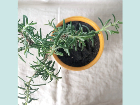 食べられる盆栽 ローズマリー盆栽 ディープブルー Ps178 山梨県産の花 植物 食べチョク 産地直送 産直 お取り寄せ通販 農家 漁師から旬の食材を直送