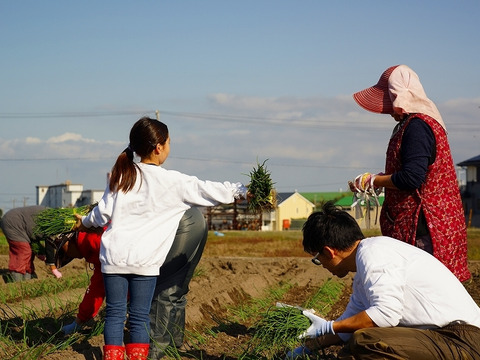 【期間限定！】大人気♪甘くて柔らか美味しさ感動級♪グリーンボール５玉