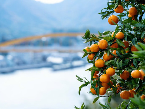 【《超》小玉5kg】断トツの甘さ！瀬戸内の旨味がギュギューっと凝縮。高根島みかん