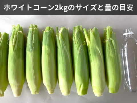 【生でかじる白とうもろこし】ピュアホワイト2㎏