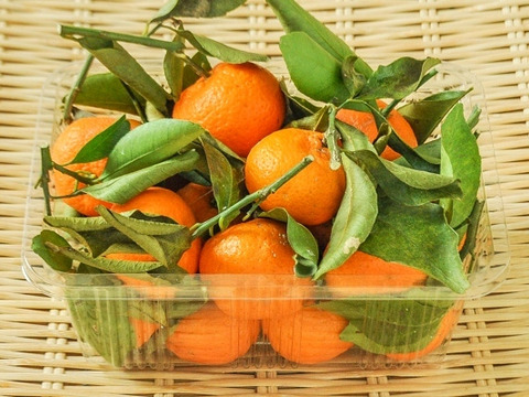 (広島県産)一口でパクッ！愛らしく甘い小みかん約3㎏