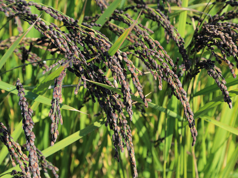 自然栽培黒米玄米粉