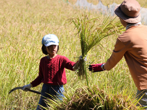 農薬・肥料不使用 幻の米　亀の尾 5kg
