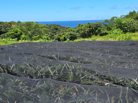 パインの最高峰🍍ジューシーで極上の甘さ！沖縄県産『ゴールドバレル』（大玉）2玉  4.0kg~