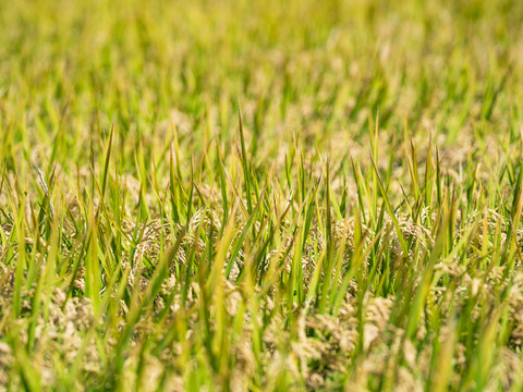 新米！＜15年連続最高評価特A受賞＞令和7年 さがびより 10kg（白米）